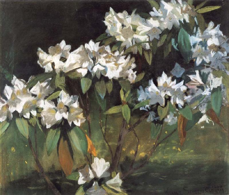 William Stott of Oldham White Rhododendrons